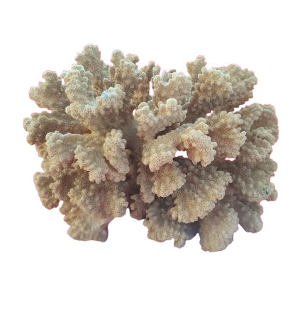Bloc de corail